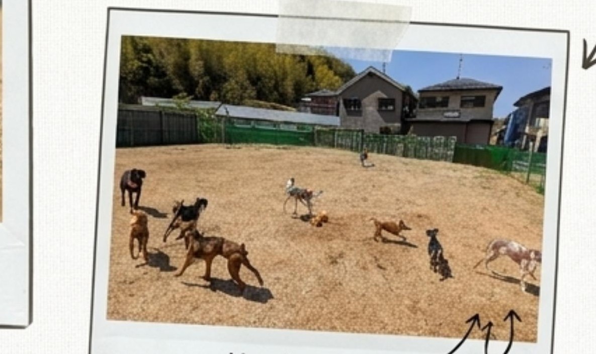モーニングラン